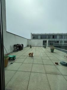 un chien debout sur le sol d'un immeuble dans l'établissement Wunderschönes Zimmer in einem großen Appartement neben dem Brandenburger Tor und vom Adlon Hotel, à Berlin