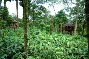 Zahrada ubytování Carmelia Haven Resort Thekkady