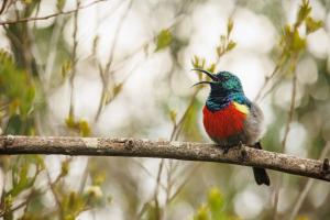 Φωτογραφία από το άλμπουμ του Storm's Hollow - Forest Cabin σε Wittedrif