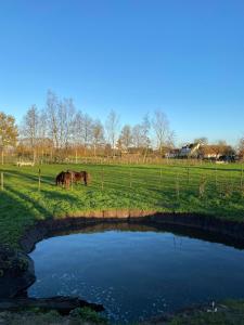 Altri animali domestici presso il bed & breakfast o nei dintorni