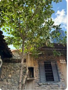 un árbol frente a un edificio con ventana en Quarto de Pedra, en Cuiabá