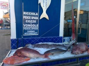 two dead fish on display in a store window at Doria 18 in Lampedusa