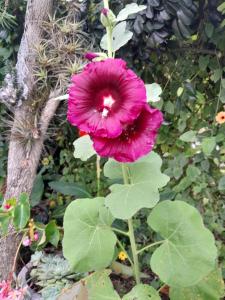 une fleur rose sur une plante à côté d'un arbre dans l'établissement Chez Françoise, à Cilaos