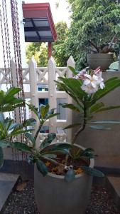 a plant in a pot next to a white fence at Villa Meghana in Galle +3 photos