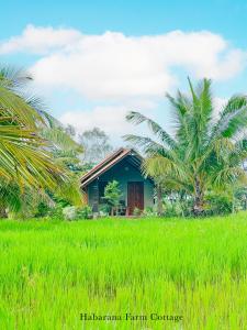 ein Haus auf einem Reisfeld mit einer Palme in der Unterkunft Habarana Farm Cottage in Habarana