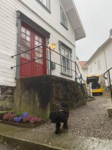 a black dog standing in front of a house at 200 M TIL ALT to everything in Egersund