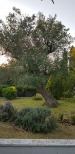 A garden outside Villa Isabella