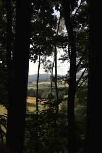 a view of a field through the trees at Treehouse Velké Losiny in Velké Losiny