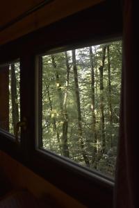 a window view of the woods from a train at Treehouse Velké Losiny in Velké Losiny