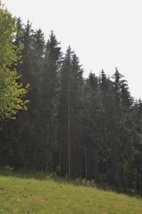 a group of trees in a field with green grass at Treehouse Velké Losiny in Velké Losiny