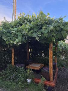 un cenador con un montón de plantas verdes en Entre Jardines, en El Bolsón