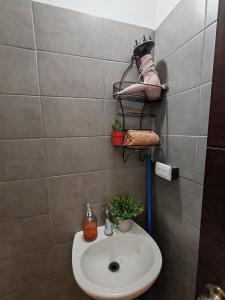 a bathroom with a sink and some plants on a wall at Apto moderno zona 1 in Guatemala