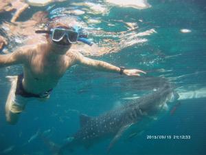 a man in the water with a whale shark at Pondok Aldi in Amed