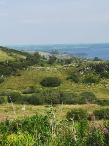 a grassy hill with bushes and flowers in a field at Mountain Cottage with Barn Sauna, Clonbur, Galway in Clonbur