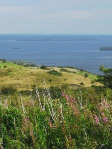 a field of grass with the ocean in the background at Mountain Cottage with Barn Sauna, Clonbur, Galway in Clonbur