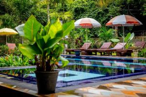 una piscina con sedie, ombrelloni e una pianta di Hotel Samanala Sigiriya a Sigiriya