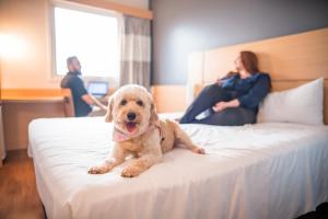 a dog sitting on top of a bed with two people at ibis Itu Plaza Shopping in Itu +37 photos