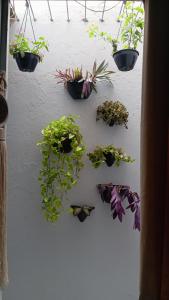 a group of potted plants on a wall at Apartamento mobiliado no centro, Siqueira Campos, in Santarém
