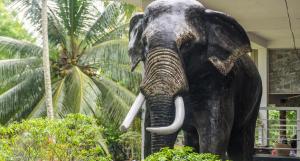 a statue of an elephant with tusks at Sisiliyana Stone Resort in Gonapola