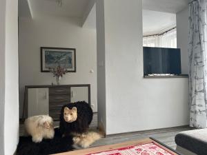 Domáce zviera alebo zvieratá hostí v ubytovaní Vilka Aurora