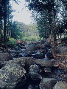 a stream of rocks and trees in a forest at Mountain river farm resort in Agali
