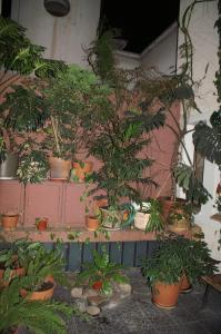 Um jardim em Hotel Xumec Mendoza