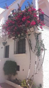 a white building with a window with pink flowers on it at El Capistrano Sur in Nerja