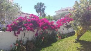a garden with pink flowers on a white wall at El Capistrano Sur in Nerja