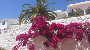 a bunch of pink flowers hanging from a wall at El Capistrano Sur in Nerja