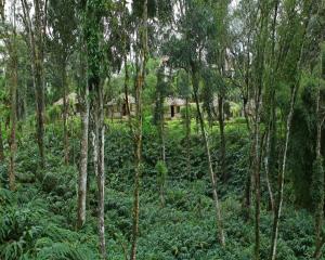 Zahrada ubytování Carmelia Haven Resort Thekkady