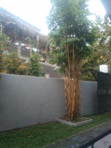 Κήπος έξω από το Danushka Family Guesthouse +2 φωτογραφίες