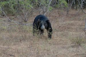 Foto sihtkohas Kataragama asuva majutusasutuse The Den at Yala galeriist
