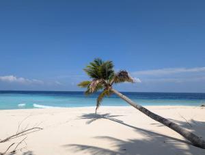 a palm tree on a beach with the ocean at Eydhafushi Home Stay Residence in Eydhafushi