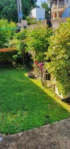 un jardín con un pequeño árbol en la hierba en One Bedroom with Pantry, en Mount Lavinia