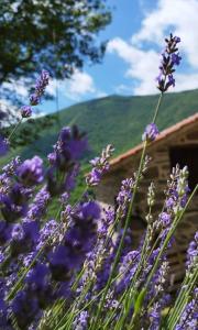 un mazzo di fiori viola davanti a un edificio di La Casetta della Nonna a Caprese Michelangelo