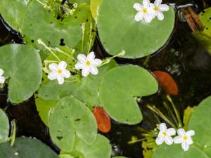 a group of white flowers and green leaves in water at Sisiliyana Stone Resort in Gonapola