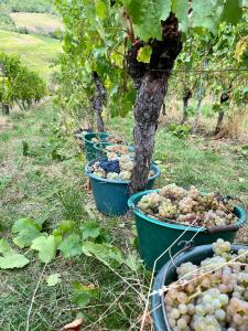 Zahrada ubytování Chambre du Vigneron - Domaine Léon BLEESZ