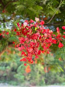 Fotografie z fotogalerie ubytování La Petite Escale du Maïdo v destinaci Saint-Paul
