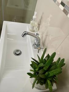 a green plant in a white sink with a faucet at Stellenbosch Serenity Suite in Stellenbosch +9 photos