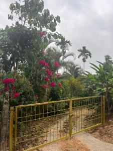 Vườn quanh Coffee Vana Vintage Inn