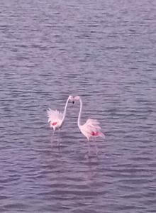 two pink flamingos are standing in the water at Mare Sole Vento 38A Punta Prosciutto in Torre Colimena