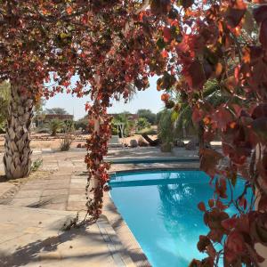 a swimming pool under a tree with red flowers at Ouhave Country Home in Osire +12 photos