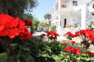 Gallery image of Angeliki Studio and Apartment in Gaios