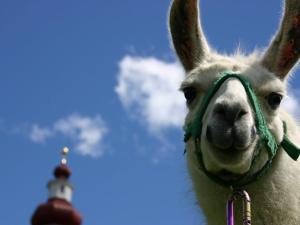a close up of a llama with a lighthouse in the background at Bauernhof im Wiesengrund in Maria Luggau