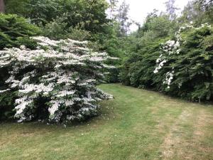 a tree with white flowers in a yard at Entire first floor, kitchen, bathroom, roofterrace, 1 bedroom if 1 to 3 or 2 bedrooms if 4 to 5 guests in Buggenhout
