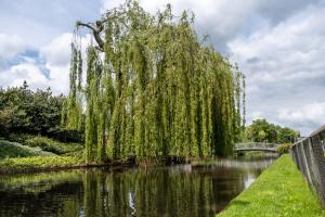 a weeping willow tree over a river with a bridge at Premium CITY Apartment in Hemel Hempstead