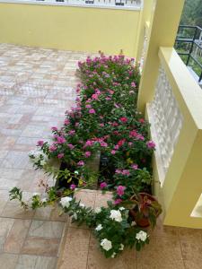 A garden outside Seabliss Villa
