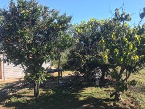 A garden outside Oasis in the mountain, Quebrada Alvarado, Olmué