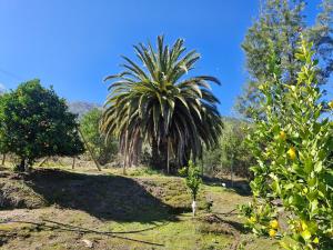 A garden outside Oasis in the mountain, Quebrada Alvarado, Olmué