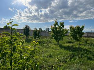 two trees in a field of grass with a cloudy sky at Baytor Guest House in Karakol